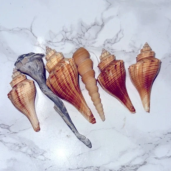 Shell decor - Picture 2 of 3